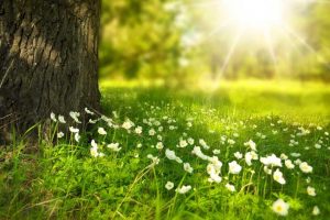 Psiche e Natura, un Incontro Rigenerante