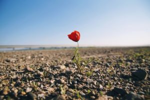 La Resilienza ed i suoi Aspetti Psicologici